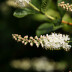 Latvijas valsts mežu arborētumā zied alkšņlapu kletra Clethra alnifolia.