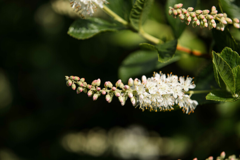 Latvijas valsts mežu arborētumā zied alkšņlapu kletra Clethra alnifolia.