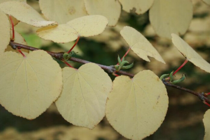 Rudeņos katsuras izplata saldu, dedzināta cukura aromātu.