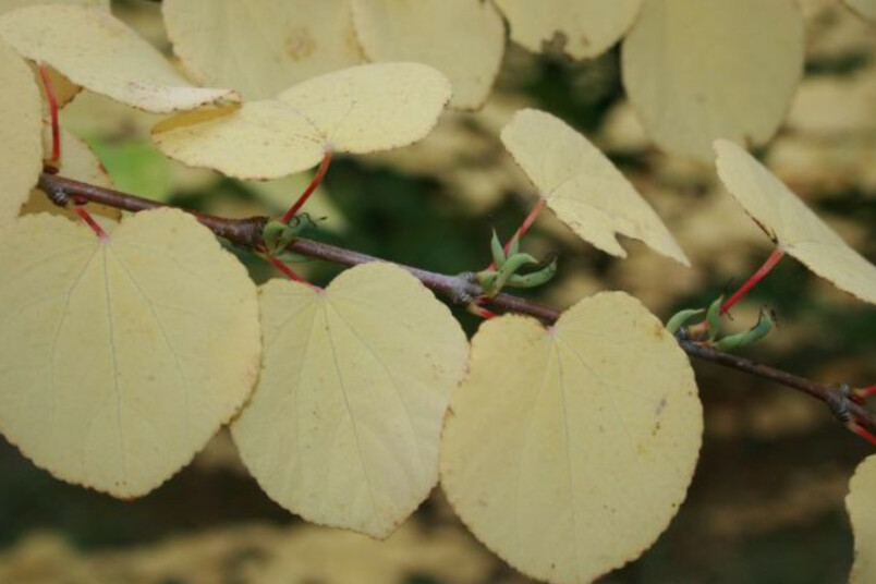 Rudeņos katsuras izplata saldu, dedzināta cukura aromātu.