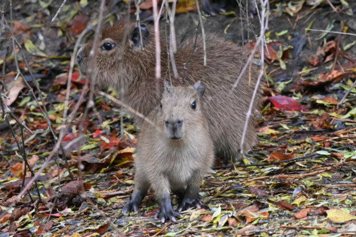 Šobrīd zoodārzā dzīvo trīs pieaugušas kapibaras – Oskars, Trīne un Truse, kā arī pieci kapibaru mazuļi – trīs puikas un divas meitenes.