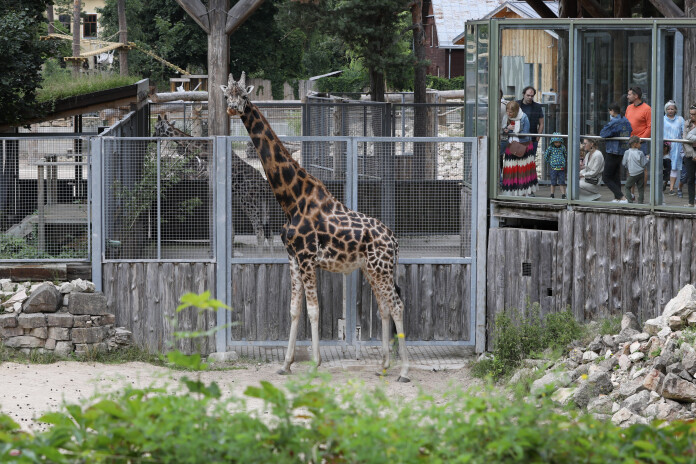 Patriotu nedēļa zoodārzā.
Foto: Evija Trifanova, Leta.