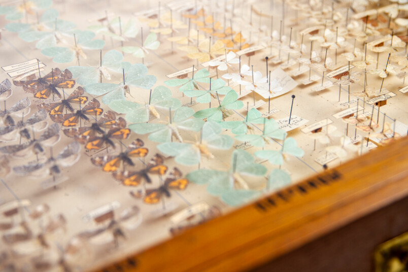 Ģimenes dienā „Kas ir muzejs?” aicināsim ielūkoties muzeja ikdienas darbā un iejusties dabaspētnieka lomā.