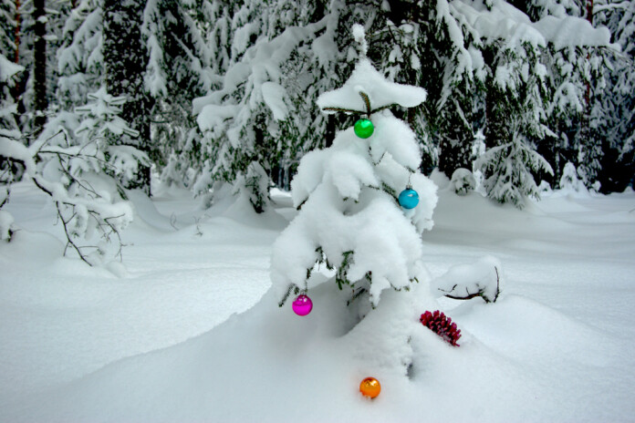 Lūdz necirst eglītes pierīgas mežos
