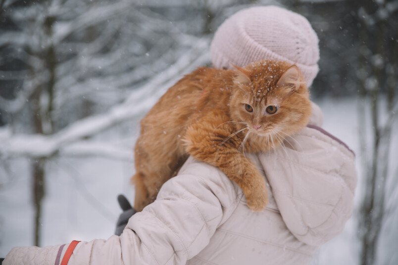 Pārliecinies, ka tavs suns un ārā ejošais kaķis ir reģistrēts