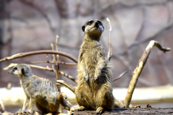 Foto: Zane Bitere, LETA