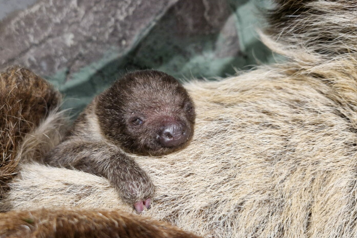 Linneja divpirkstu sliņķu mazulis. Foto: Rīgas Zooloģiskais dārzs.