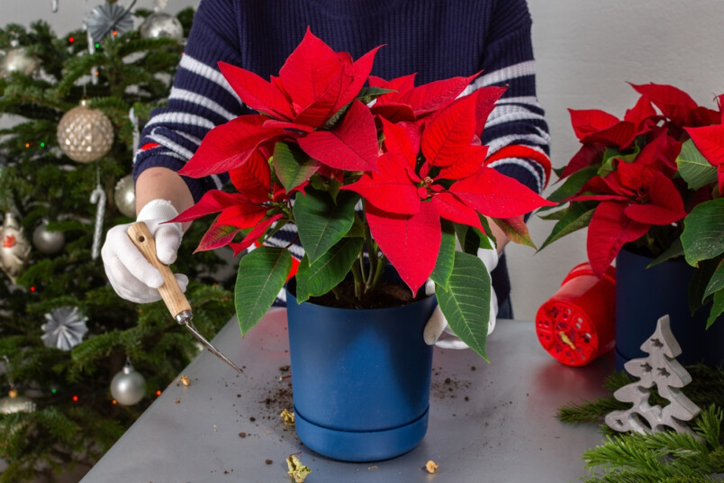 Kā parūpēties par Ziemassvētku zvaigzni