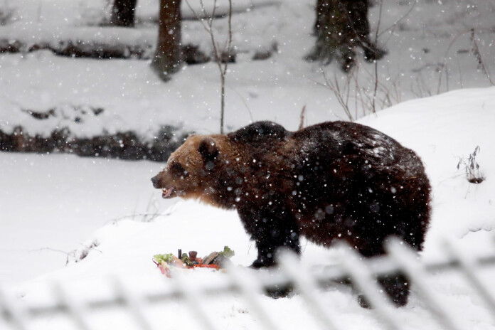 Lācene Ilzīte. Foto: Ieva Leiniša, LETA