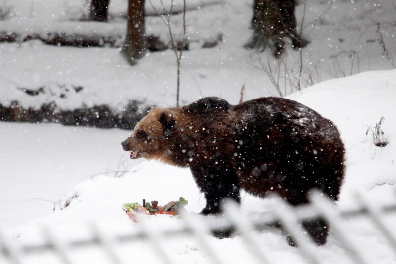 Lācene Ilzīte. Foto: Ieva Leiniša, LETA