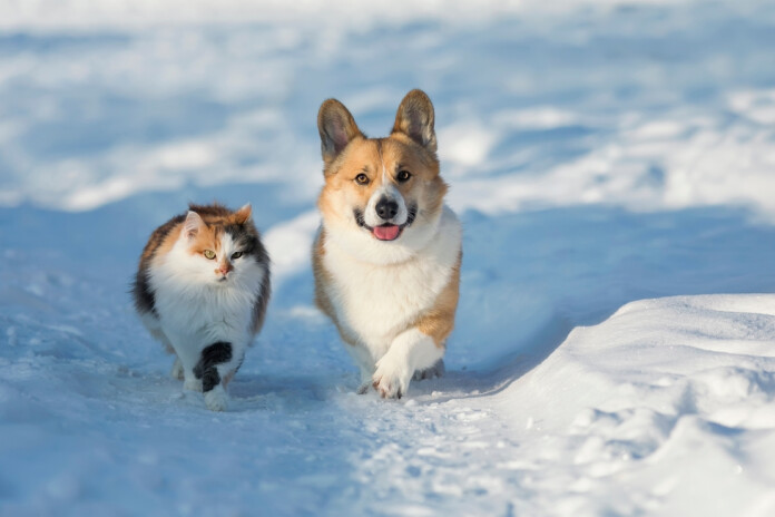 Kā lielajā ziemas salā parūpēties par savu mājdzīvnieku