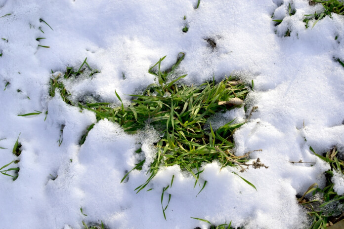 Zem sniega ziemas miegu guļ mauriņš