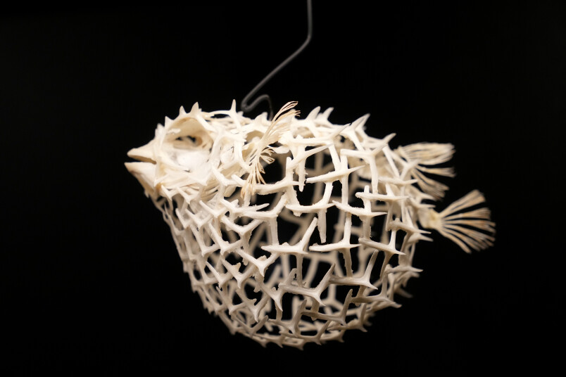 Edijs Pālens. Latvijas Nacionālais dabas muzeja ekspozīcija Skeletārijs.