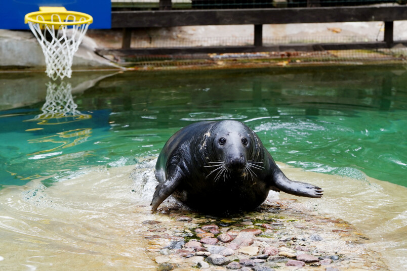 Zane Bitere.
Ronis Rīgas Zooloģiskajā dārzā.