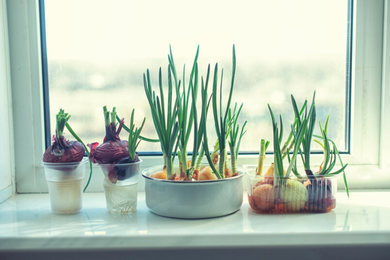 Kā uz palodzes izaudzēt lociņus