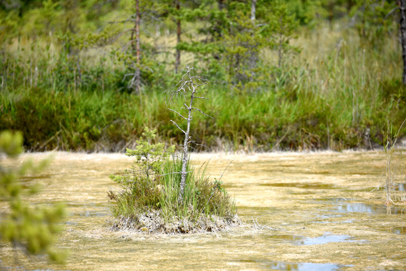 Zane Bitere. Ķemeru nacionālais parks