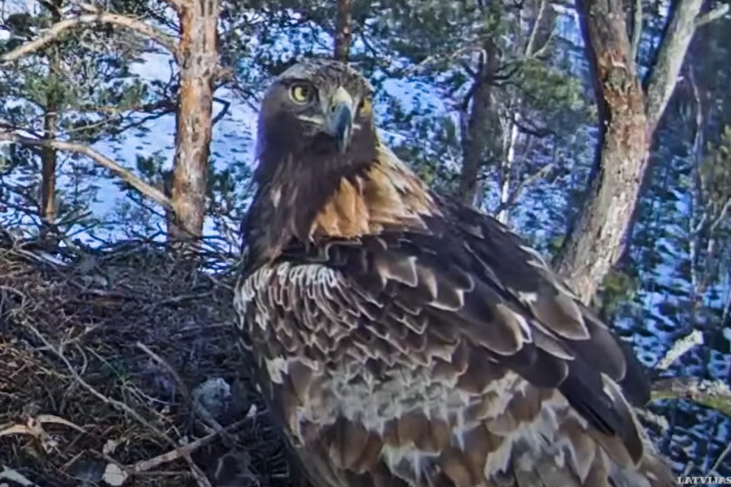 Parasti klinšu ērgļi sāk būvēt ligzdu jau janvārī un pirmā ola var tikt iedēta marta pirmajā pusē.