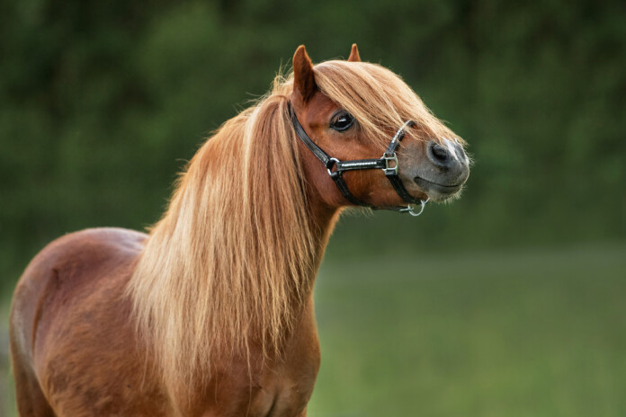 Daudzi uzskata, ka ponijs ir tikai mazs zirgs, bet patiesībā tas ir atsevišķs dzīvnieku tips ar sevišķām īpašībām.