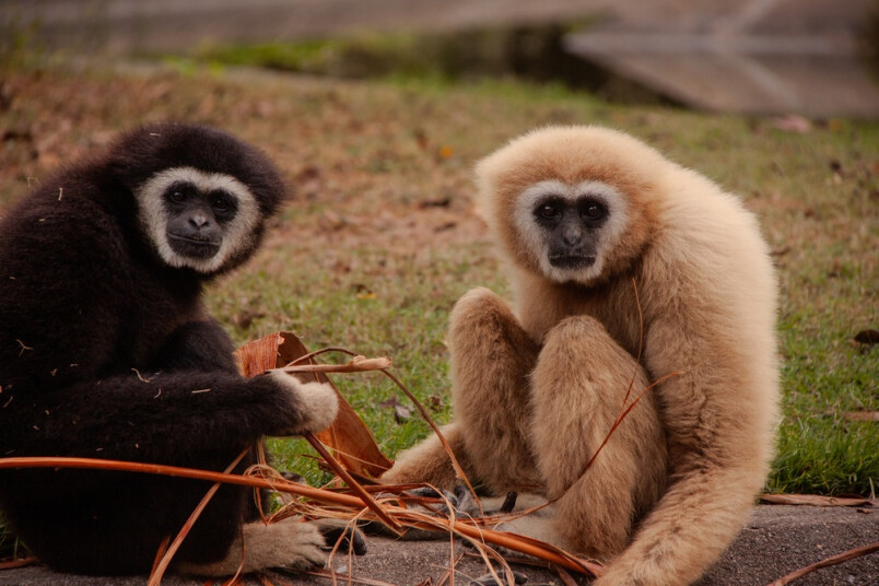 Dzīvnieki, kas izvēlas vienu partneri uz visu mūžu