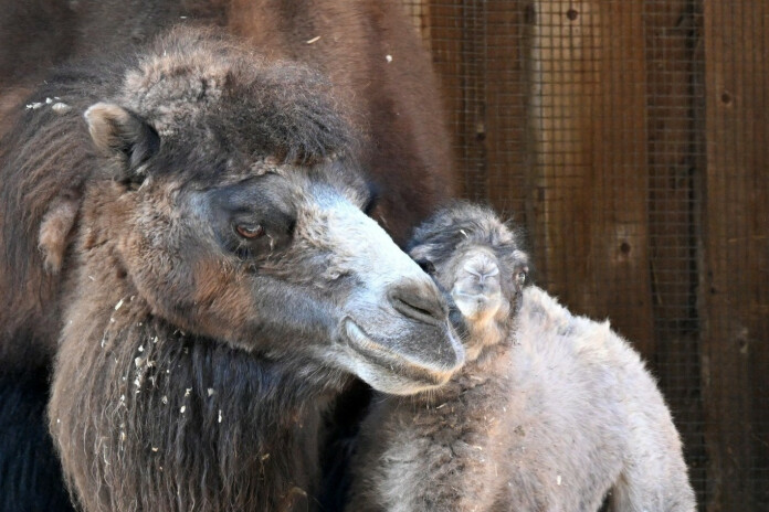 Kamieļu ģimenes papildinājums Rīgas Zooloģiskajā dārzā