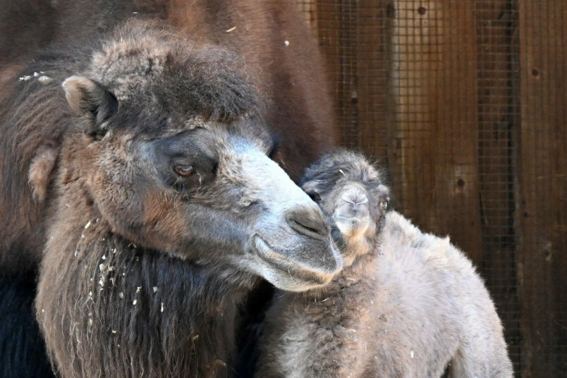 Kamieļu ģimenes papildinājums Rīgas Zooloģiskajā dārzā