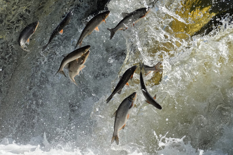 Edijs Pālens. Vimbas Ventas rumbā