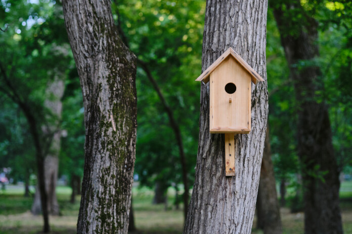Ornitologi mudina pievērst uzmanību putnu būru drošībai