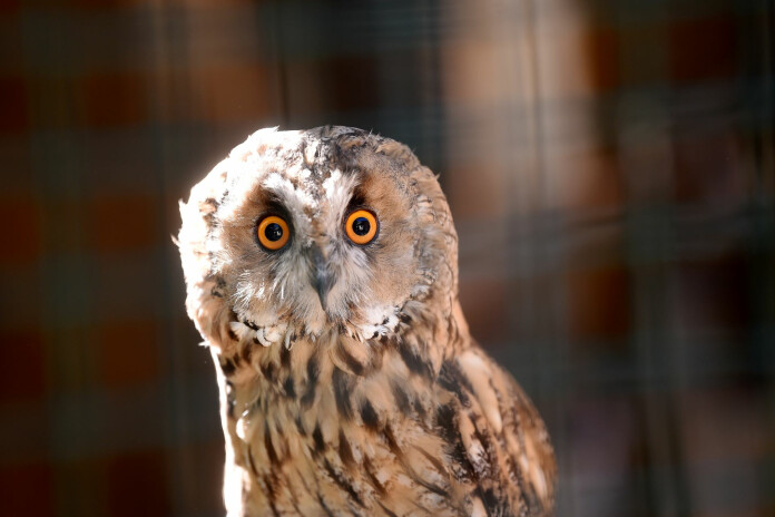 Zane Bitere. Ausainā pūce Rīgas Zooloģiskajā dārzā.