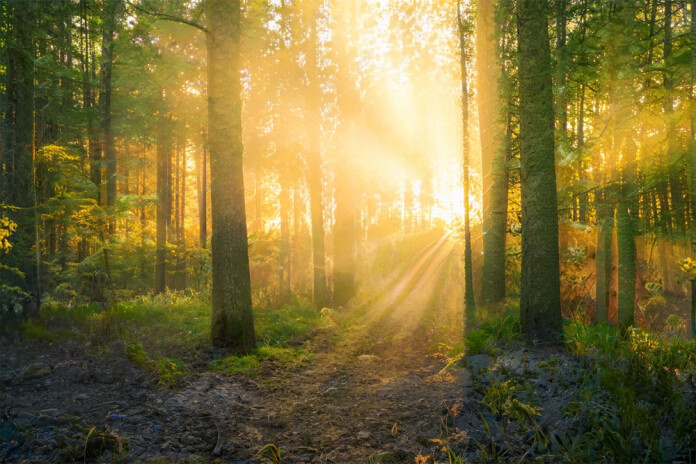 Putnu būrīšu talka