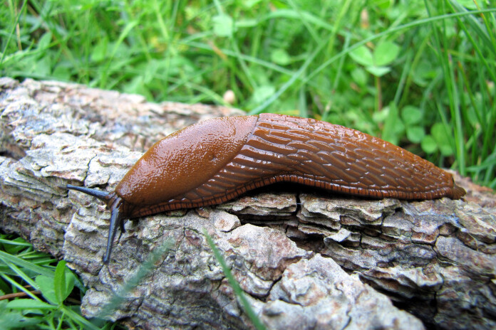 Spānijas kailgliemezis