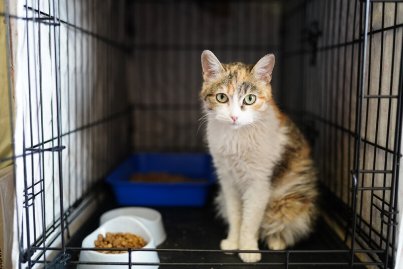 Dzīvnieku patversme