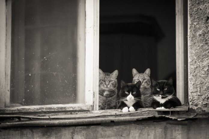 Neaprūpēti dzīvnieki