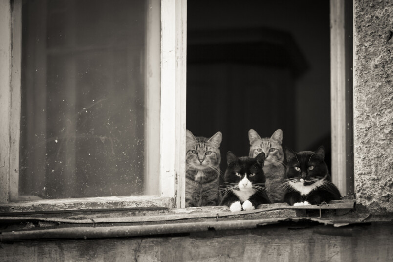 Neaprūpēti dzīvnieki