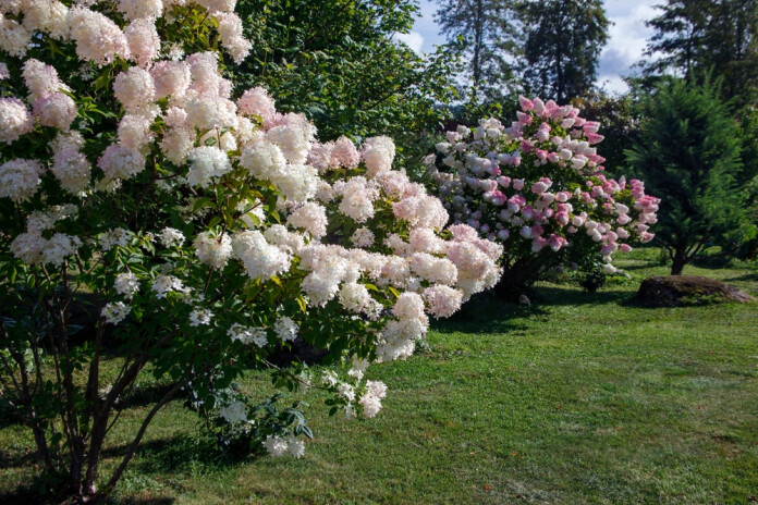 Hortenzijas