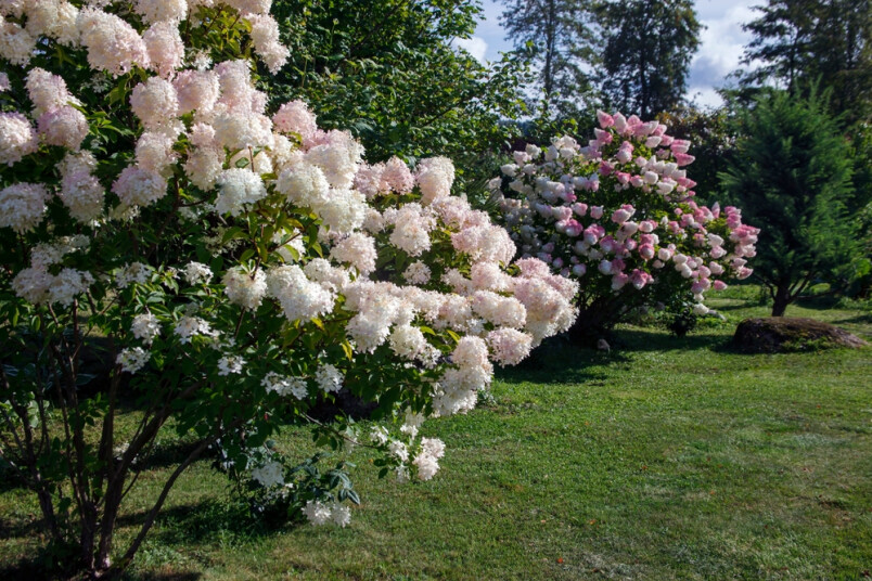 Hortenzijas