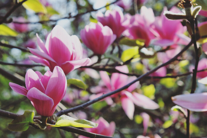 Magnolijas