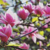Magnolijas