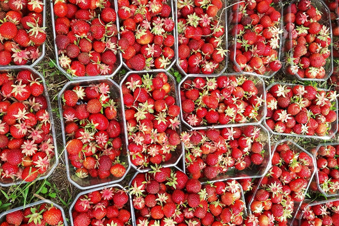 Kurzemnieces Vinetas Rozentāles ģimene ar bioloģisko saimniekošanu un zemeņu audzēšanu nodarbojas kopš 2019. gada.