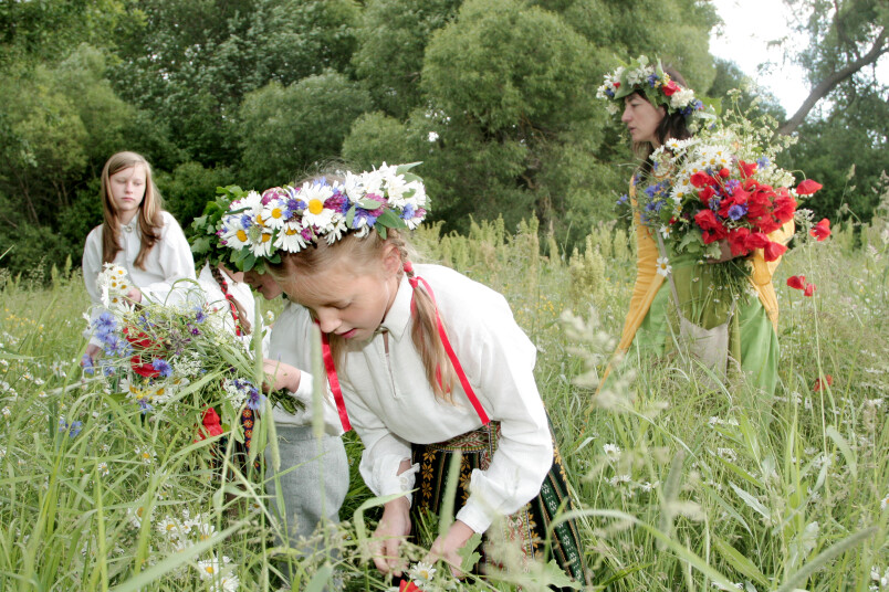 Jāņu zāles. Foto: Rojs Maizītis
