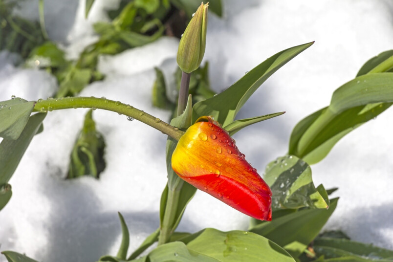 Turpmākajās naktīs noteikti tiks pārspēti vēl vairāki gan konkrēto dienu minimālās gaisa temperatūras rekordi, gan, iespējams, arī dekādes vai pat kādā no novērojumu stacijām arī mēneša rekords.