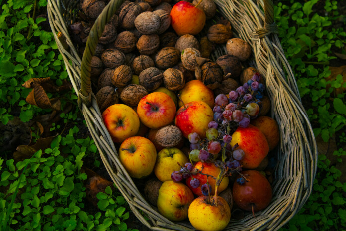 Rudens ražas saglabāšanas ābece.