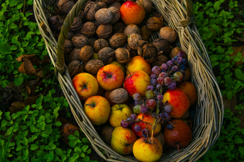 Rudens ražas saglabāšanas ābece.
