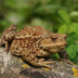 Bufo bufo jeb parastais krupis