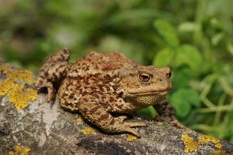 Bufo bufo jeb parastais krupis