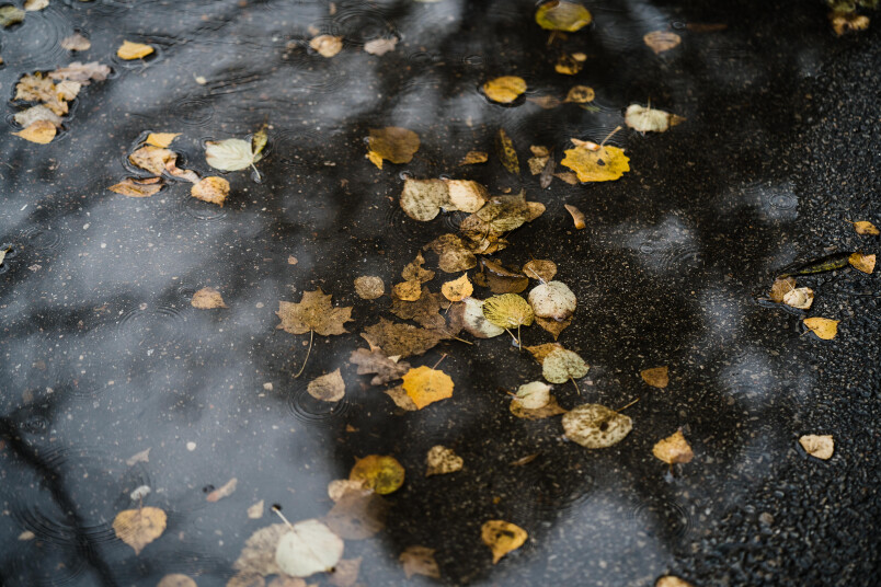 Maksimālā gaisa temperatūra būs +4..+9 grādi.